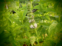 18712 / Mentha piperita 'Columna'